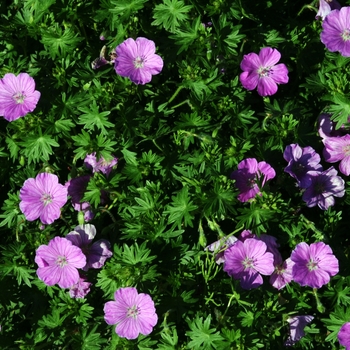 Geranium sanguineum 'Glenluce'