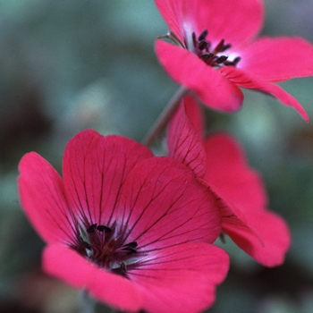 Geranium splendens 'In The Red' 