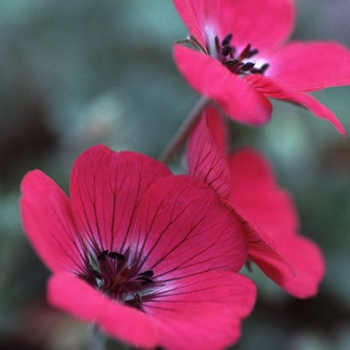 Geranium splendens 'In The Red'