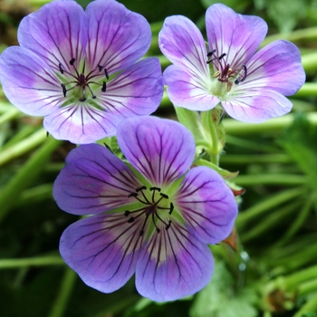 Geranium 'Sweet Heidi'