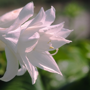 Hosta plantaginea 'Venus' 