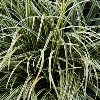 Carex morrowii 'Silver Sceptre' 