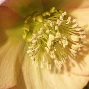 Helleborus orientalis 'Apricot Beauty' 