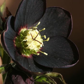 Helleborus orientalis 'Black Purple' 