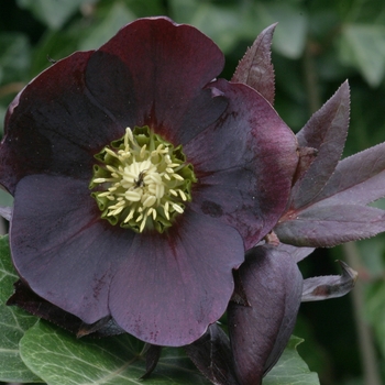 Helleborus orientalis 'Dark Purple' 
