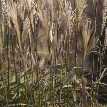 Miscanthus sinensis 'Huron Blush'