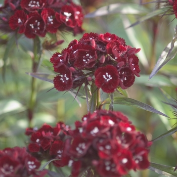 Dianthus barbatus 'Heart Attack' 