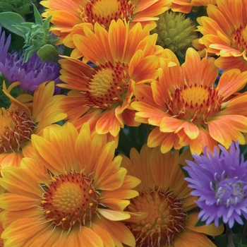 Gaillardia aristata 'Oranges and Lemons'