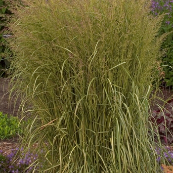 Calamagrostis acutiflora 'Eldorado'