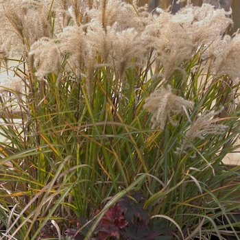 Miscanthus sinensis 'Sentinel' 