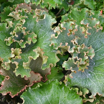 Ligularia tussilaginea 'Cristata'