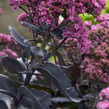 Sedum telephium 'Black Jack' PPAF