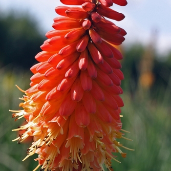 Kniphofia 'Alcazar' 