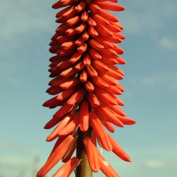 Kniphofia 'Nancy's Red' 