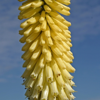 Kniphofia 'Percy's Pride' 