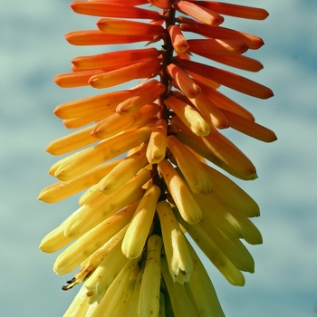 Kniphofia 'Royal Standard' 