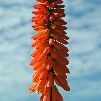 Kniphofia 'Star of Baden Baden' 