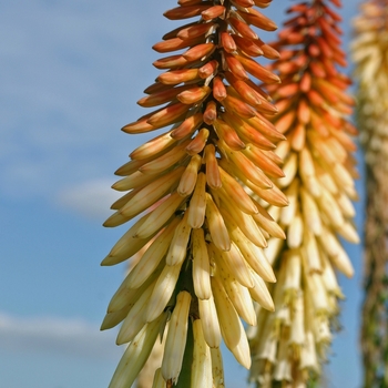 Kniphofia 'Toffee Nosed' 