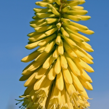 Kniphofia 'Vanilla'