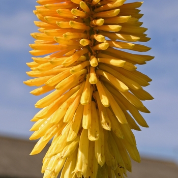 Kniphofia 'Yellow Hammer' 