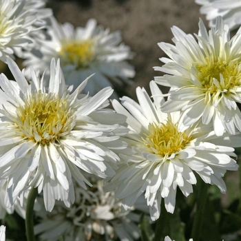 Leucanthemum x superbum 'Snowdrift' 