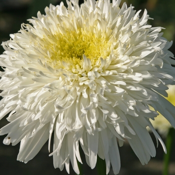 Leucanthemum x superbum 'Fiona Goghill' 