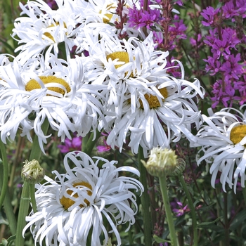 Leucanthemum x superbum 'Phyllis Smith'