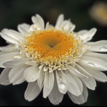 Leucanthemum x superbum 'Sunny Side Up'