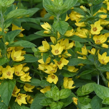 Lysimachia punctata 'Hometown Hero' 