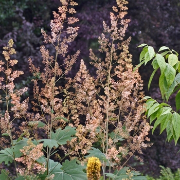 Macleaya cordata '' (001418)
