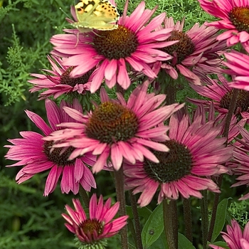 Echinacea purpurea 'Fatal Attraction' 