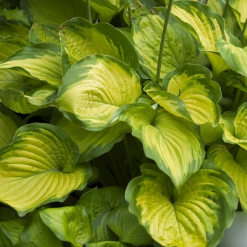 Hosta 'Old Glory' 