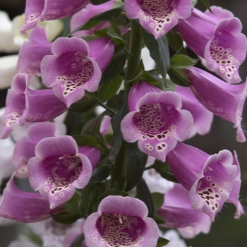 Digitalis purpurea