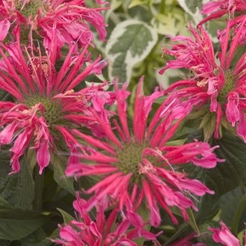 Monarda didyma 'Coral Reef'