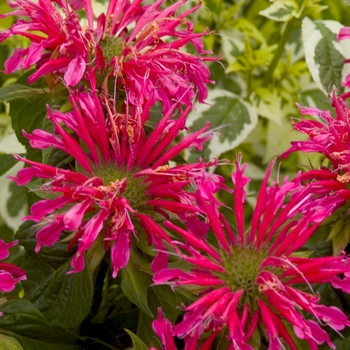 Monarda didyma 'Coral Reef' (001426)