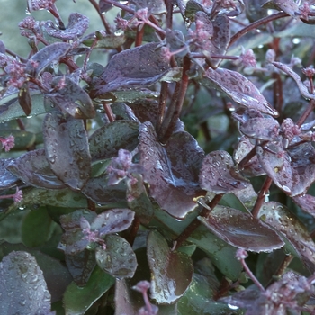 Sedum 'Xenox'