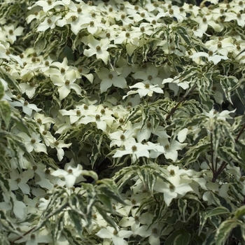 Cornus kousa 'Wolf Eyes' 