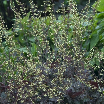 Heuchera 'City Lights' 