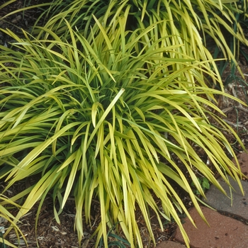 Liriope muscari 'Peedee Ingot' 