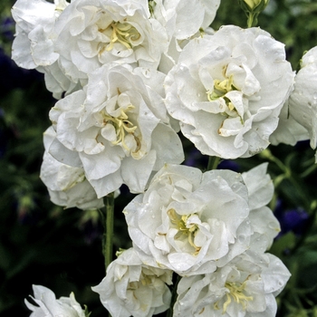 Campanula persicifolia 'Moerheimi' 