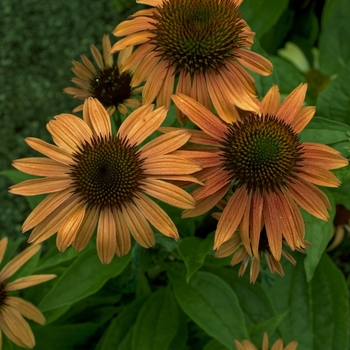 Echinacea purpurea 'Sunset'