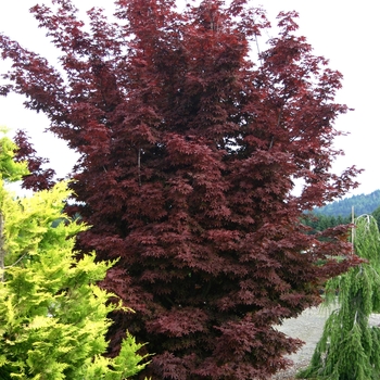 Acer palmatum 'Twombly's Red Sentinel' 