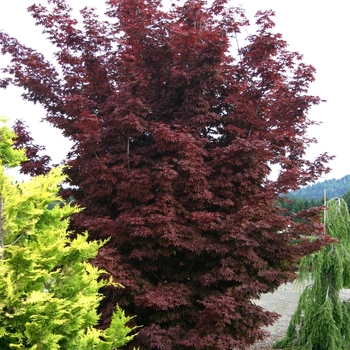 Acer palmatum 'Twombly's Red Sentinel'