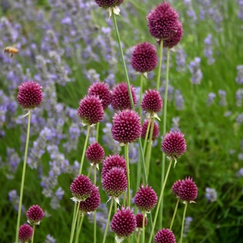 Allium sphaerocephalon 