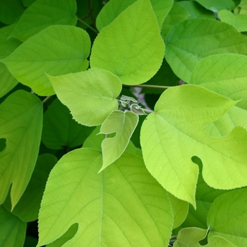 Broussonetia papyrifera 'Golden Shadow'