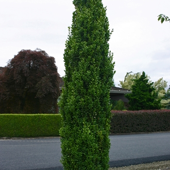 Buxus sempervirens 'Graham Blandy' 