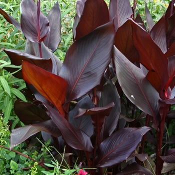 Canna 'Australia' 