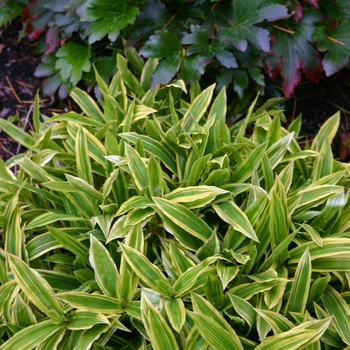 Carex siderosticha 'Island Brocade' 