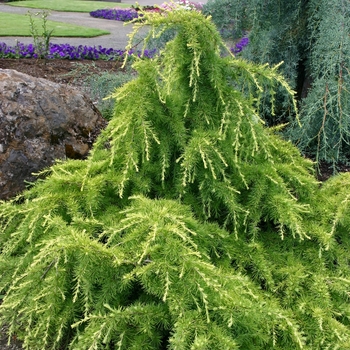 Cedrus deodora 'Gold Cascade' 