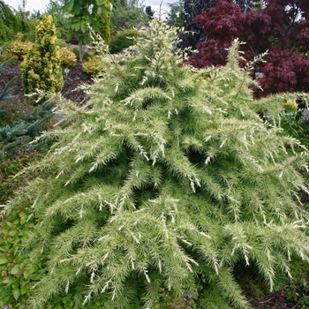 Cedrus deodora 'Silver Mist' 